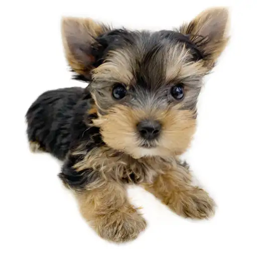 ヨークシャーテリア