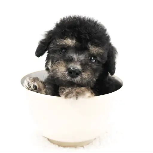 トイ・プードル