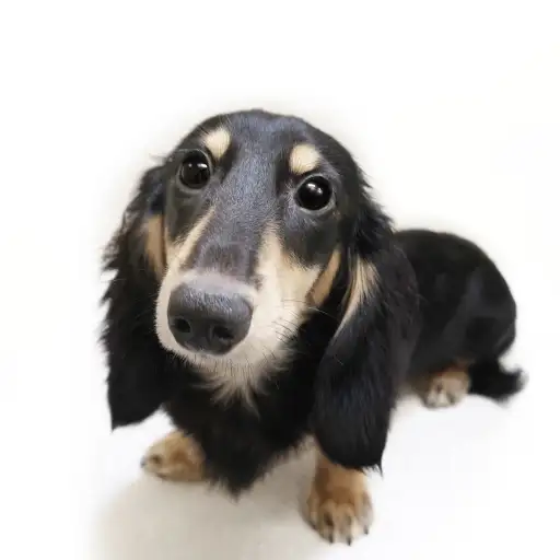 ミニチュア・ダックスフント