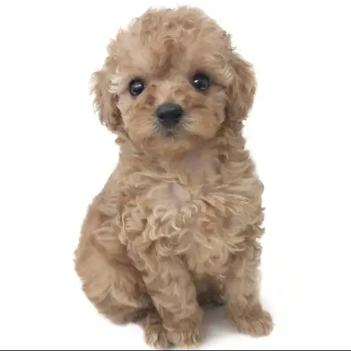 トイ・プードル