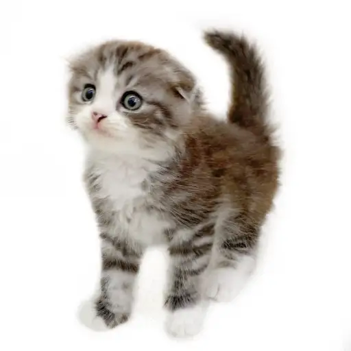 スコティッシュフォールド