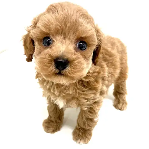 トイ・プードル