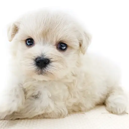 MIX（トイプードル×マルチーズ）