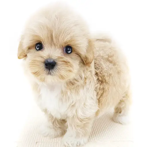 MIX（ペキニーズ×トイプードル）