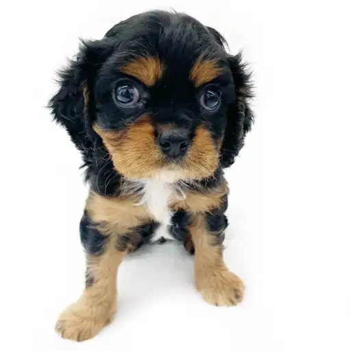 キャバリア・キングチャールズ・スパニエル