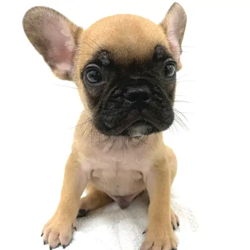 フレンチブルドッグ