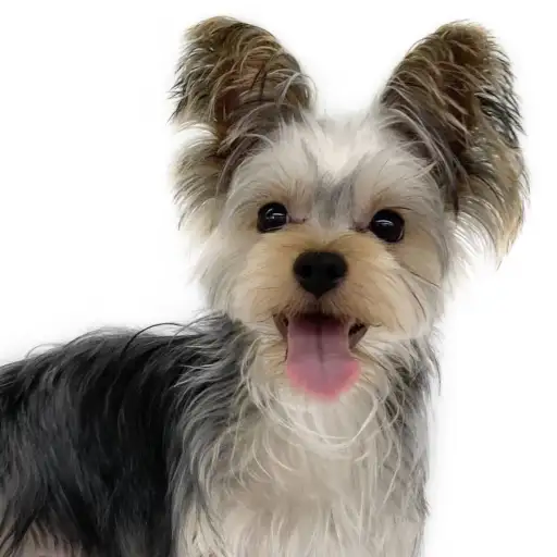 ヨークシャーテリア