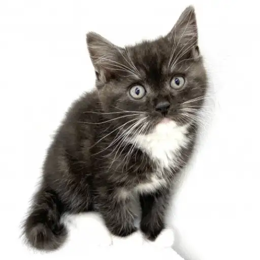 スコティッシュフォールド