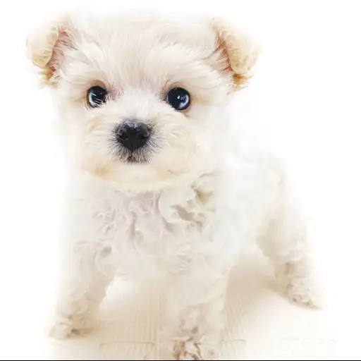 MIX（トイプードル×チワワ）