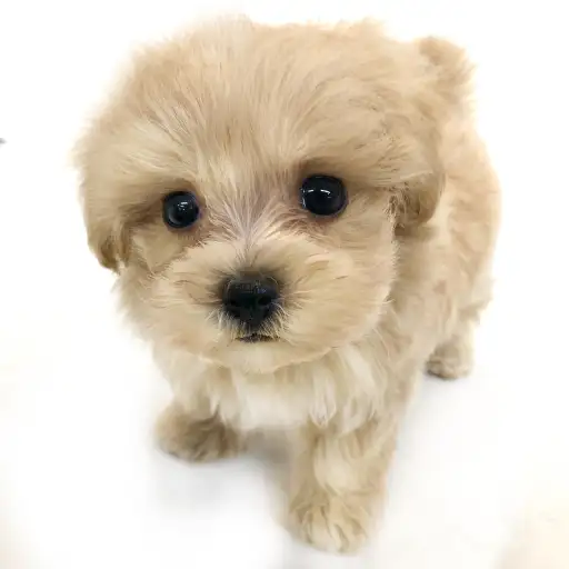 MIX（トイプードル×マルチーズ）