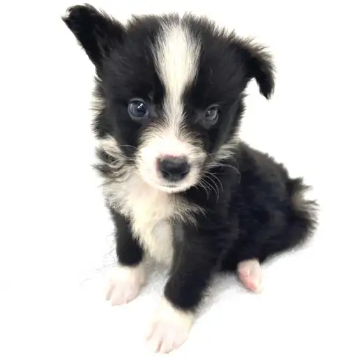 ボーダーコリー