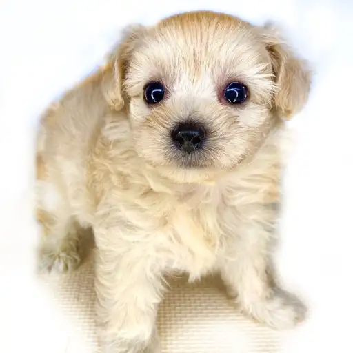 MIX（チワワ×トイプードル）