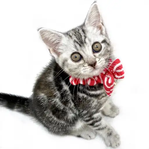 アメリカンショートヘア