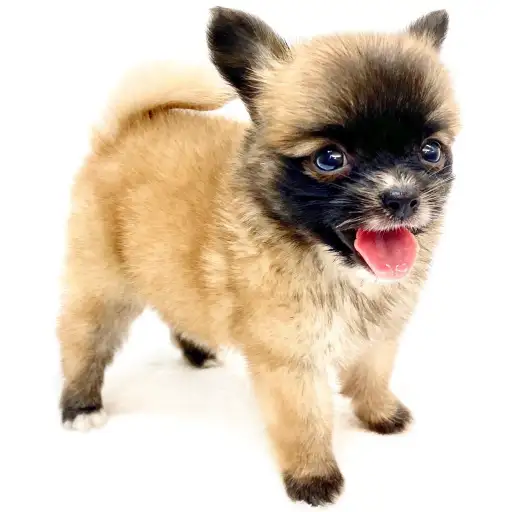 MIX(ポメラニアン×チワワ)