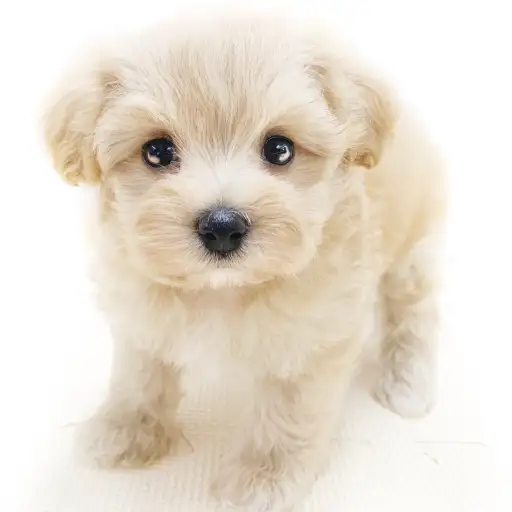 MIX（マルチーズ×トイプードル）