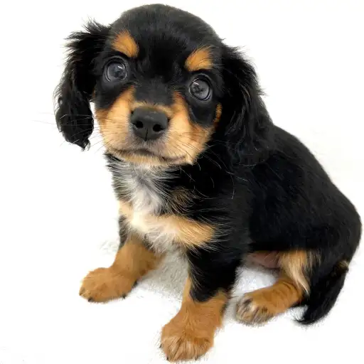 MIX（チワワ×ダックスフント）