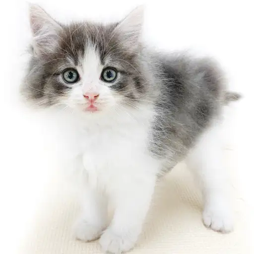 ノルウェージャンフォレストキャット