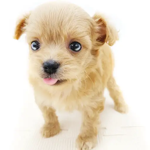 MIX（チワワ×トイプードル）