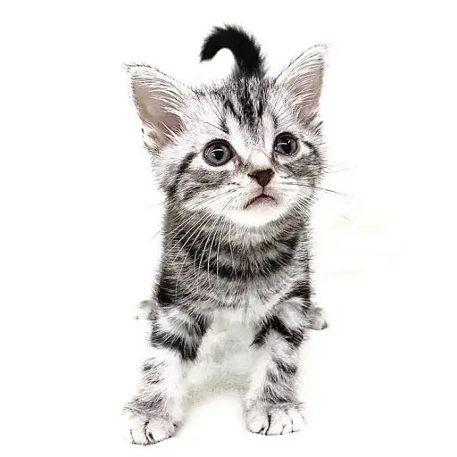 アメリカンショートヘア