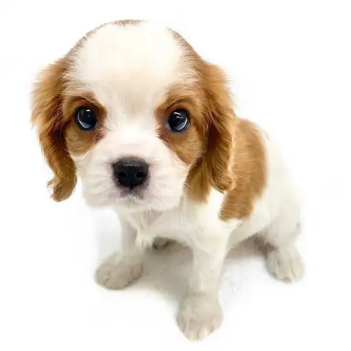 キャバリア・キングチャールズ・スパニエル