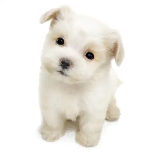 MIX（トイプードル×マルチーズ）