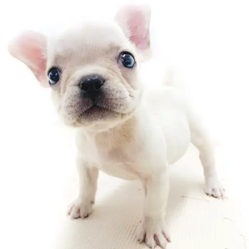 フレンチブルドッグ