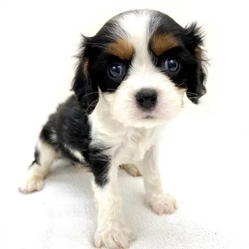 キャバリア・キングチャールズ・スパニエル