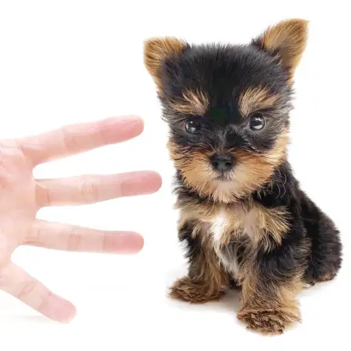 ヨークシャーテリア