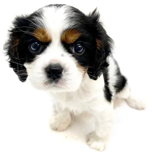 キャバリア・キングチャールズ・スパニエル