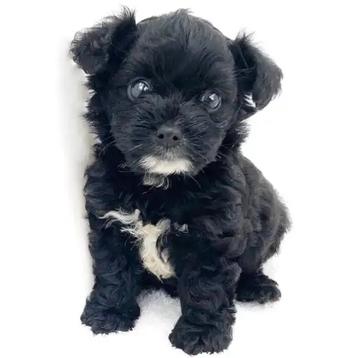 MIX（チワワ×トイプードル）