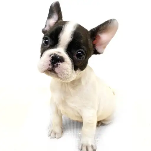 フレンチブルドッグ