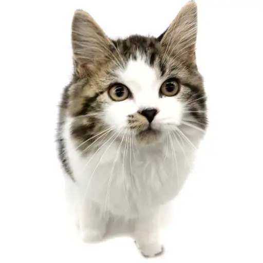 スコティッシュフォールド