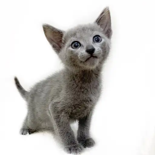 ロシアンブルー