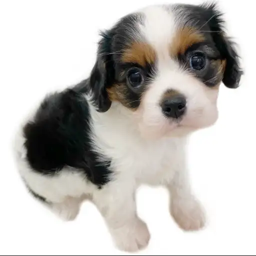 キャバリア・キングチャールズ・スパニエル