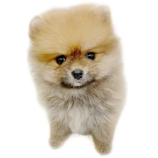 ポメラニアン