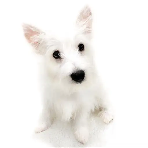 ウェストハイランドホワイトテリア