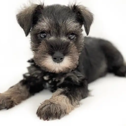 ミニチュア・シュナウザー