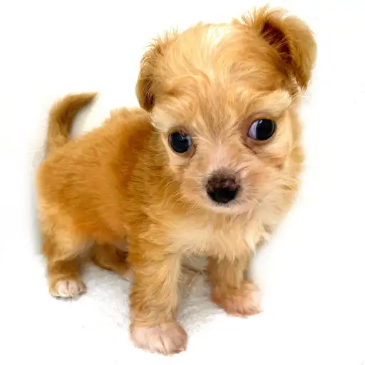 MIX（チワワ×トイプードル）