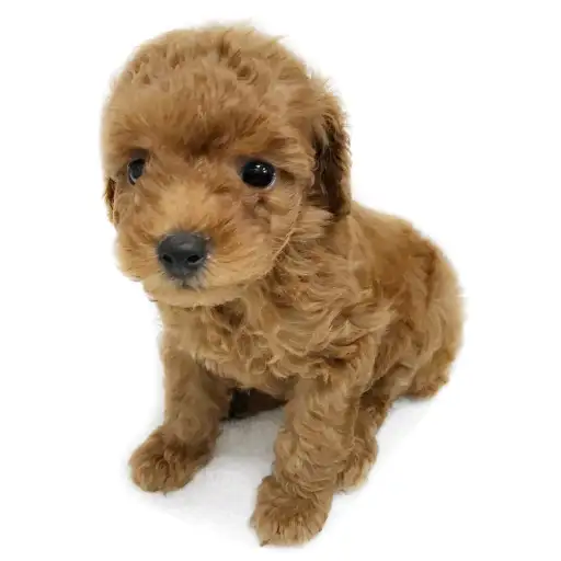 トイ・プードル