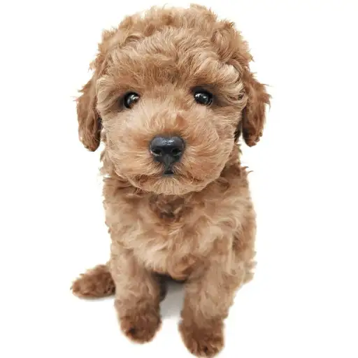 トイ・プードル