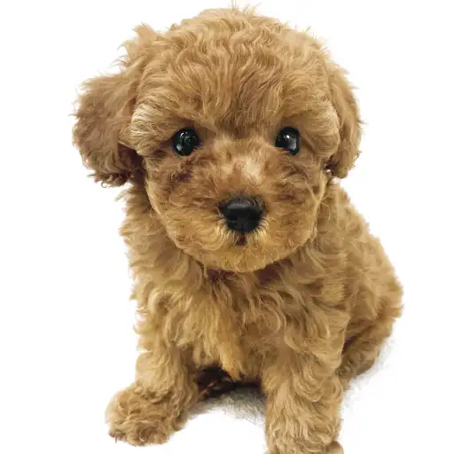 トイ・プードル