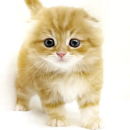 スコティッシュフォールド