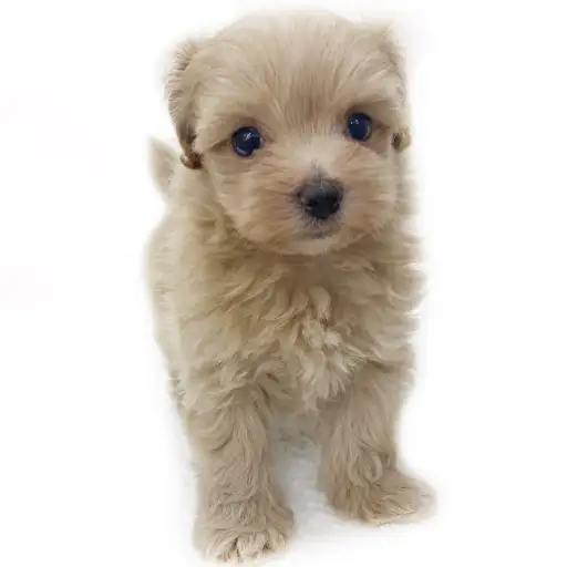 MIX（トイプードル×マルチーズ）