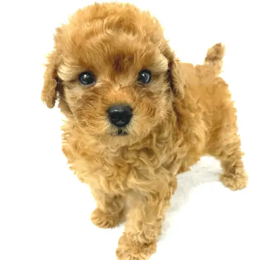 トイ・プードル