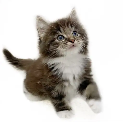 ノルウェージャンフォレストキャット