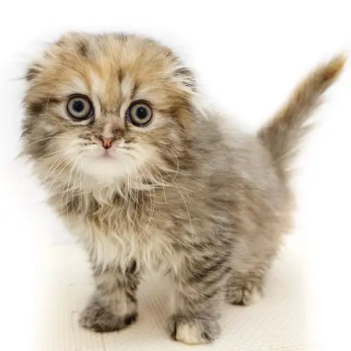 スコティッシュフォールド