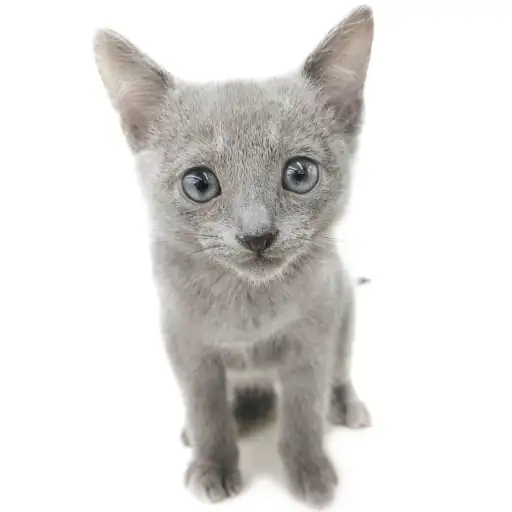 ロシアンブルー