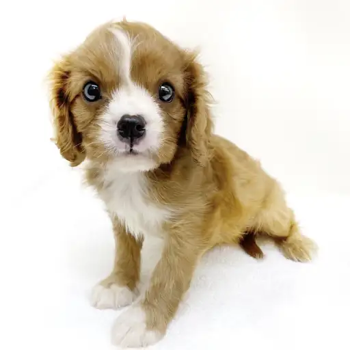 キャバリア・キングチャールズ・スパニエル