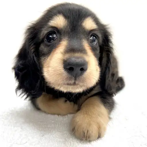 カニンヘン・ダックスフント