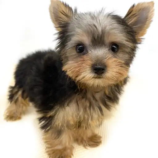 ヨークシャーテリア